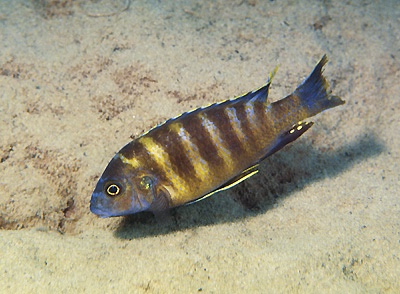 Gephyrochromis sp. 'sand' Wikihi